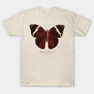 Butterfly - Opsiphanes Bogotanus T-Shirt